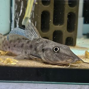 Niger Giraffe Catfish (Auchenoglanis biscutatus)