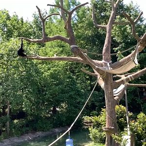 The Islands - Columbus Zoo - Siamang Island