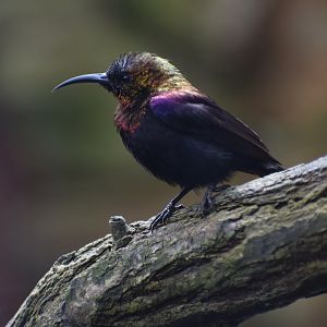 Copper sunbird