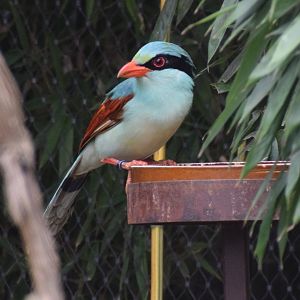 Indochinese green magpie