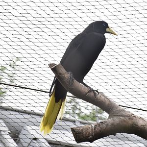 Crested oropendola