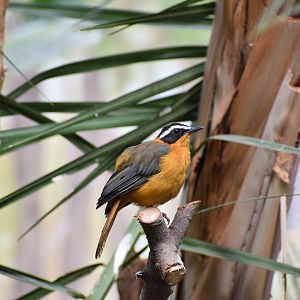 Rüppell's robin-chat