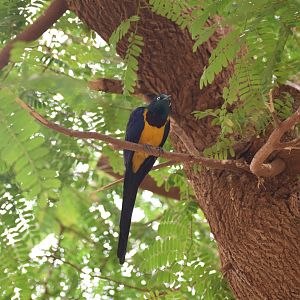 Golden-breasted starling