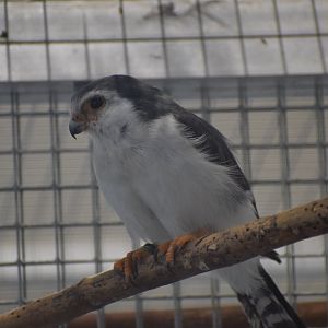 African pygmy falcon