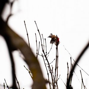 Great spotted woodpecker (Dendrocopos major)