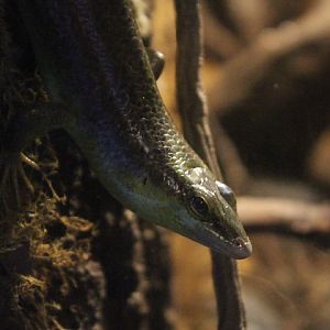 Olive tree skink (Dasia olivacea)