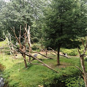 Smaller Western lowland gorilla island for second group with older silverback, 2024-08-18
