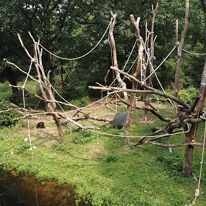 Smaller Western lowland gorilla island for second group with older silverback, 2024-08-18