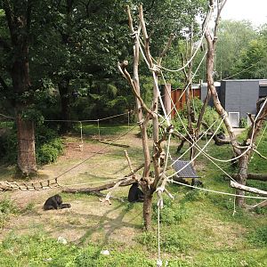 Smaller Western lowland gorilla island for second group with older silverback, 2024-08-18