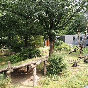 Smaller Western lowland gorilla island for second group with older silverback, 2024-08-18