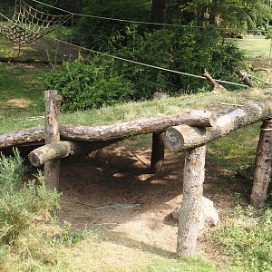 Gorilla shelter, 2024-08-18