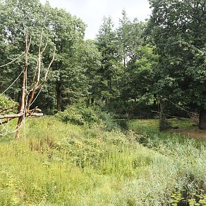 Part of Bonobo island and Part of smaller Western lowland gorilla island, 2024-08-18