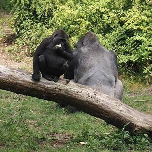 Western lowland gorillas (Gorilla gorilla gorilla), 2024-08-18