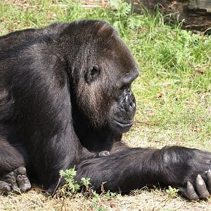 Western lowland gorilla (Gorilla gorilla gorilla), 2024-08-18