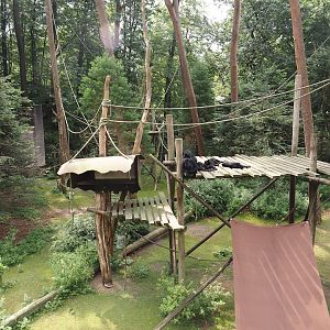 Colombian black spider monkey and Capybara exhibit, 2024-08-18