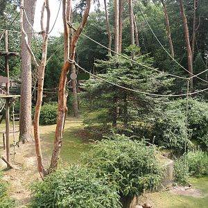 Colombian black spider monkey and Capybara exhibit, 2024-08-18