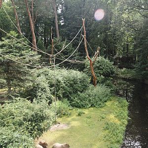 Colombian black spider monkey and Capybara exhibit, 2024-08-18