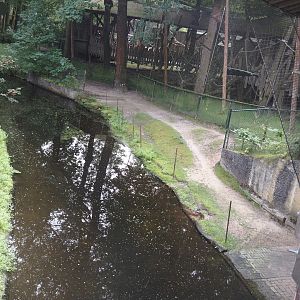 Capybara land area between moat of Colombian black spider monkey exhibit and Hanuman langur exhibit, 2024-08-18