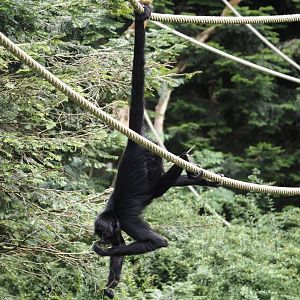 Colombian black spider monkey (Ateles fusciceps rufiventris), 2024-08-18
