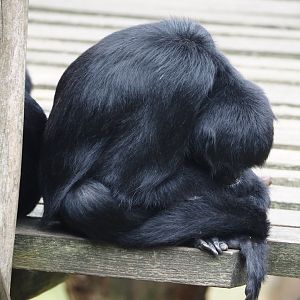 Colombian black spider monkey (Ateles fusciceps rufiventris), 2024-08-18