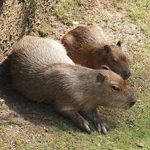 Capybaras (Hydrochoerus hydrochaeris), 2024-08-18