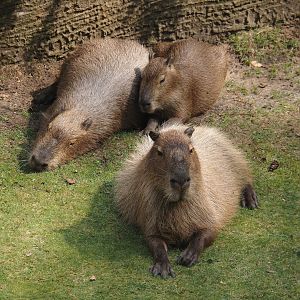 Capybaras (Hydrochoerus hydrochaeris), 2024-08-18