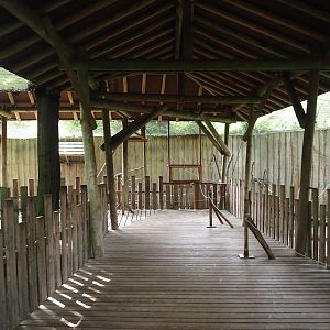 Covered visitor boardwalk in the Hanuman langur walk-through exhibit, 2024-08-18