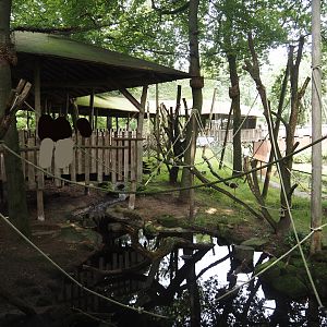 Hanuman langur walk-through exhibit with covered visitor boardwalk, 2024-08-18