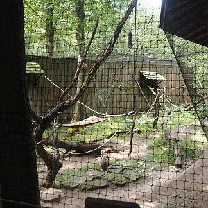 Hanuman langur walk-through exhibit, 2024-08-18