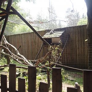 Hanuman langur walk-through exhibit, 2024-08-18