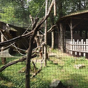 Hanuman langur walk-through exhibit, 2024-08-18