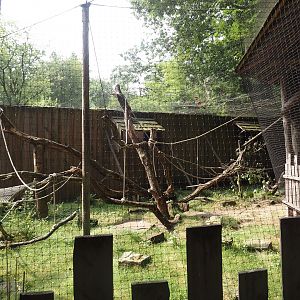 Hanuman langur walk-through exhibit, 2024-08-18