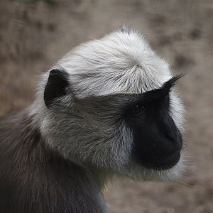 Hanuman langur (Semnopithecus entellus), 2024-08-18