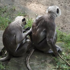Hanuman langurs (Semnopithecus entellus), 2024-08-18