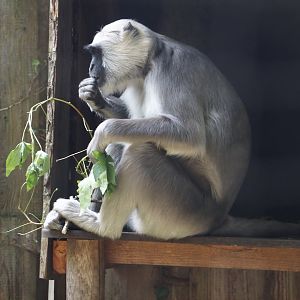 Hanuman langur (Semnopithecus entellus), 2024-08-18
