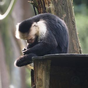 White-faced capuchin  (Cebus capucinus), 2024-08-18