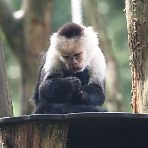 White-faced capuchin  (Cebus capucinus), 2024-08-18