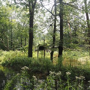 Black-and-gold howler monkey island, 2024-08-18