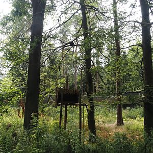 Black-and-gold howler monkey island, 2024-08-18