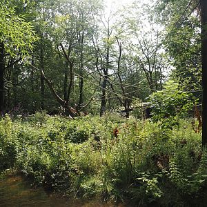 Black-and-gold howler monkey island, 2024-08-18