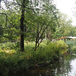 Black-and-gold howler monkey island, 2024-08-18