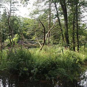 Black-and-gold howler monkey island, 2024-08-18
