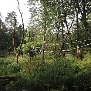 Black-and-gold howler monkey island, 2024-08-18