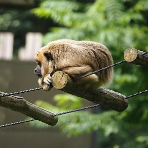 Female Black-and-gold howler monkey (Alouatta caraya), 2024-08-18