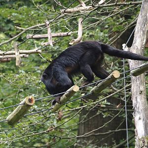 Male Black-and-gold howler monkey (Alouatta caraya), 2024-08-18