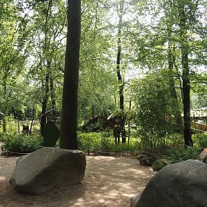 African forest walk-through area with Gabon talapoin and King colobus, 2024-08-18