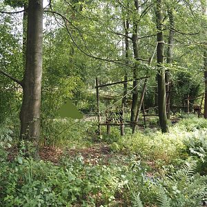 African forest walk-through area with Gabon talapoin and King colobus, 2024-08-18
