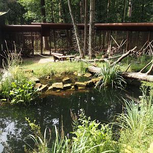 African forest walk-through area with Gabon talapoin and King colobus - Pond and African spurred tortoise area, 2024-08-18