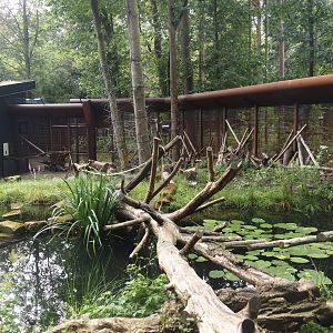 African forest walk-through area with Gabon talapoin and King colobus - Pond and African spurred tortoise area, 2024-08-18