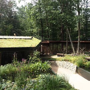 African forest walk-through area with Gabon talapoin and King colobus - Ponds, walkway, tortoise area and building, 2024-08-18